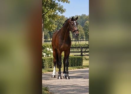 KWPN, Hongre, 6 Ans, 172 cm, Bai cerise