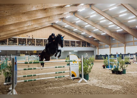 KWPN, Hongre, 6 Ans, 180 cm, Bai brun