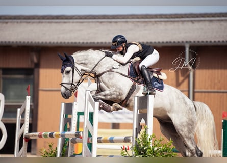 KWPN, Hongre, 6 Ans, Gris