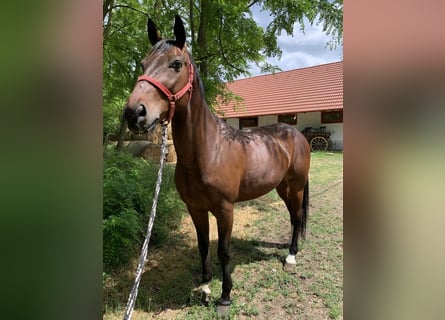 KWPN Croisé, Hongre, 7 Ans, 164 cm, Bai