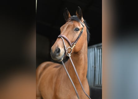 KWPN, Hongre, 7 Ans, 165 cm, Bai
