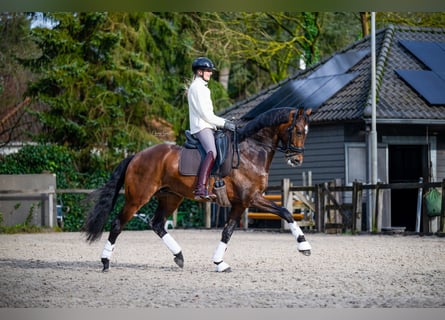 KWPN, Hongre, 7 Ans, 166 cm, Bai brun