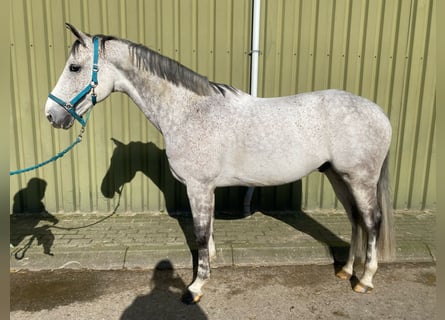 KWPN, Hongre, 7 Ans, 168 cm, Gris