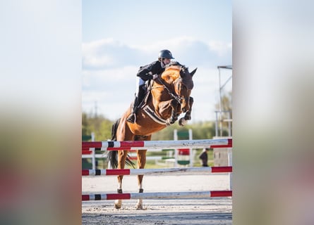 KWPN, Hongre, 7 Ans, 170 cm, Bai
