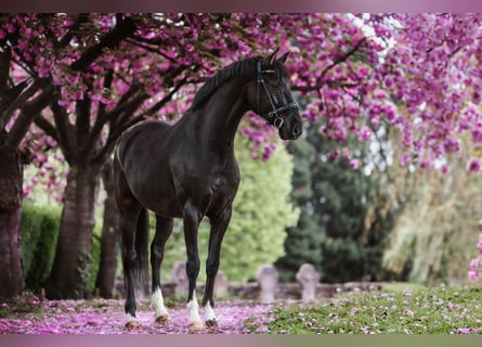 KWPN Croisé, Hongre, 7 Ans, 170 cm, Noir