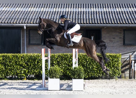 KWPN, Hongre, 7 Ans, 171 cm