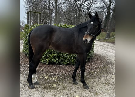 KWPN, Hongre, 7 Ans, 172 cm, Bai brun