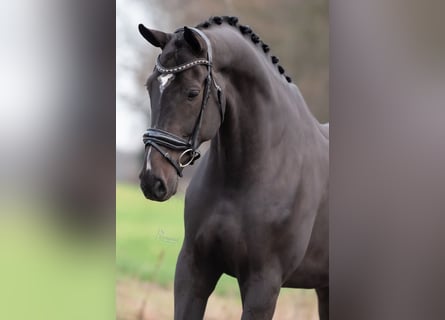 KWPN, Hongre, 7 Ans, 172 cm, Noir