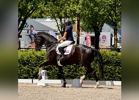 KWPN, Hongre, 7 Ans, 193 cm, Noir