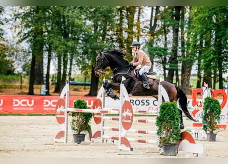 KWPN, Hongre, 8 Ans, 168 cm, Bai brun