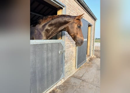 KWPN, Hongre, 8 Ans, 170 cm, Alezan brûlé