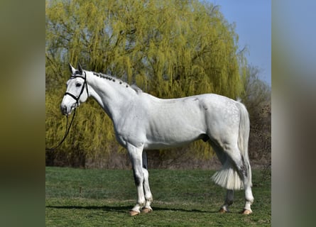 KWPN, Hongre, 8 Ans, 170 cm, Gris