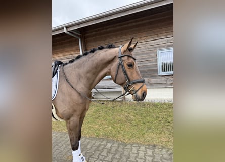 KWPN, Hongre, 8 Ans, 173 cm, Bai