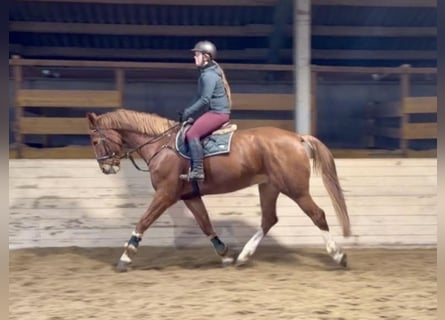 KWPN, Hongre, 8 Ans, 180 cm, Alezan