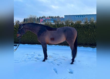 KWPN, Hongre, 9 Ans, 170 cm, Bai