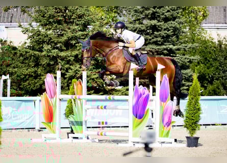 KWPN, Hongre, 9 Ans, 173 cm, Bai