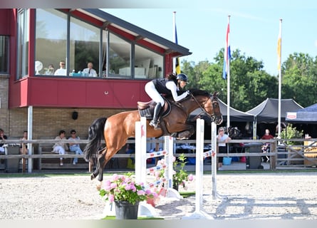 KWPN, Jument, 10 Ans, 160 cm, Bai