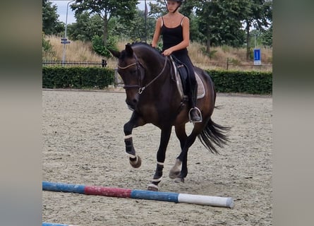 KWPN, Jument, 10 Ans, 162 cm, Noir