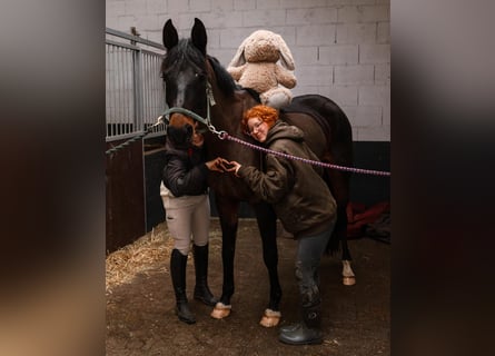 KWPN, Jument, 10 Ans, 163 cm, Noir