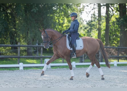 KWPN, Jument, 10 Ans, 165 cm, Alezan brûlé