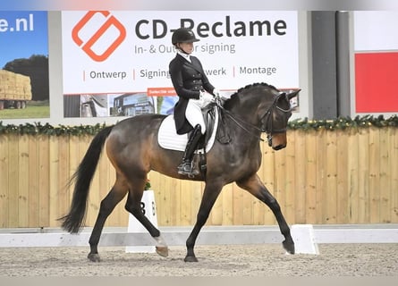 KWPN, Jument, 10 Ans, 167 cm, Bai brun