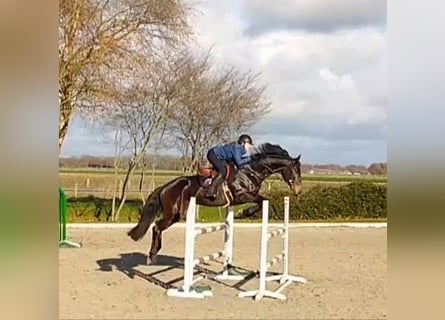 KWPN, Jument, 10 Ans, 168 cm, Bai brun