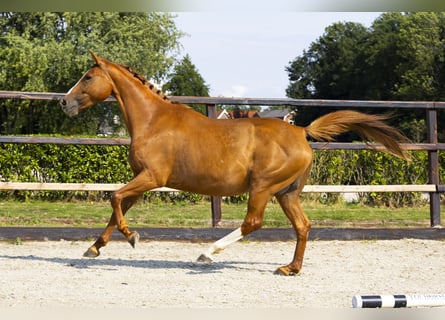 KWPN, Jument, 11 Ans, 158 cm, Alezan