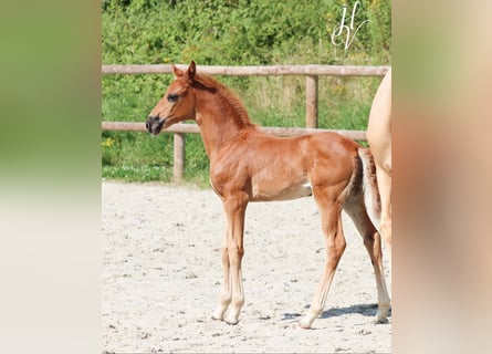 KWPN, Jument, 1 Année, Alezan brûlé