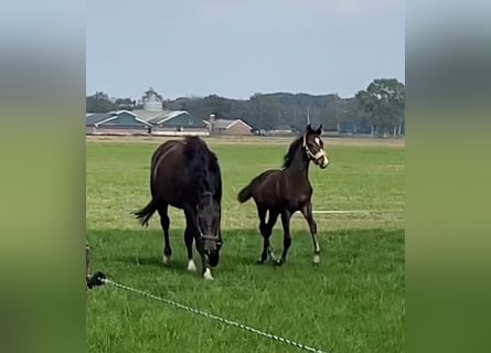 KWPN, Jument, 1 Année, Bai