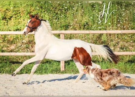 KWPN, Jument, 1 Année, Tobiano-toutes couleurs