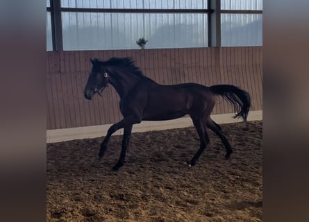 KWPN, Jument, 2 Ans, 162 cm, Bai brun