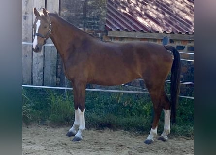 KWPN, Jument, 3 Ans, 158 cm, Alezan brûlé