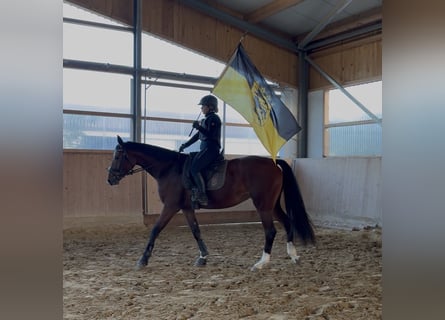 KWPN, Jument, 3 Ans, 167 cm