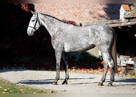 KWPN, Jument, 3 Ans, 168 cm, Gris pommelé