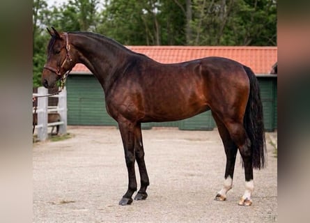 KWPN, Jument, 3 Ans, 170 cm, Bai