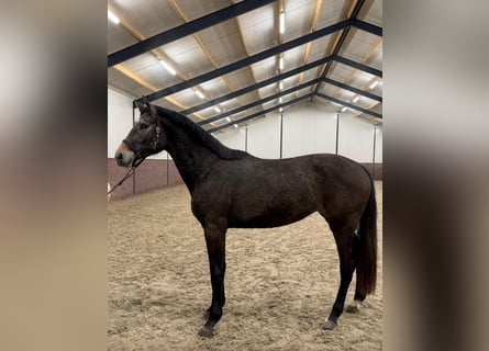 KWPN, Jument, 3 Ans, 170 cm, Gris