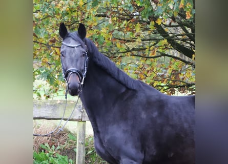 KWPN, Jument, 4 Ans, 157 cm, Noir