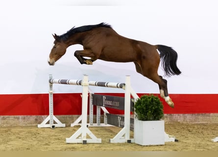 KWPN, Jument, 4 Ans, 160 cm