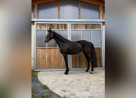 KWPN, Jument, 4 Ans, 161 cm, Noir