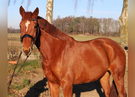 KWPN, Jument, 4 Ans, 163 cm, Alezan