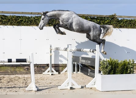 KWPN, Jument, 4 Ans, 163 cm, Gris pommelé