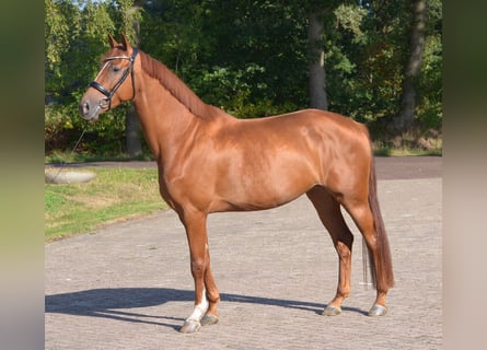 KWPN, Jument, 4 Ans, 164 cm, Alezan brûlé