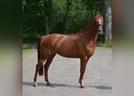 KWPN, Jument, 4 Ans, 164 cm, Alezan brûlé