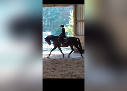 KWPN, Jument, 4 Ans, 164 cm, Bai