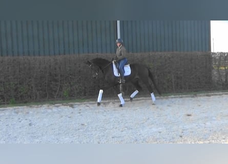 KWPN, Jument, 4 Ans, 165 cm, Bai brun