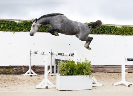 KWPN, Jument, 4 Ans, 165 cm, Gris