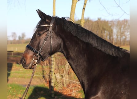 KWPN, Jument, 4 Ans, 165 cm, Noir