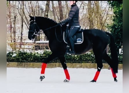 KWPN, Jument, 4 Ans, 165 cm, Noir