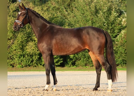 KWPN, Jument, 4 Ans, 166 cm, Bai brun