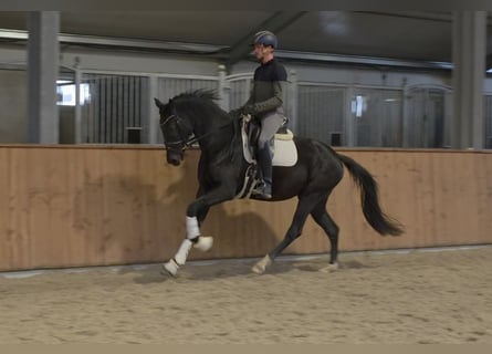 KWPN, Jument, 4 Ans, 166 cm, Noir